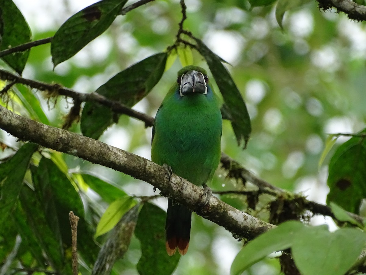 Crimson-rumped Toucanet - ML138992121