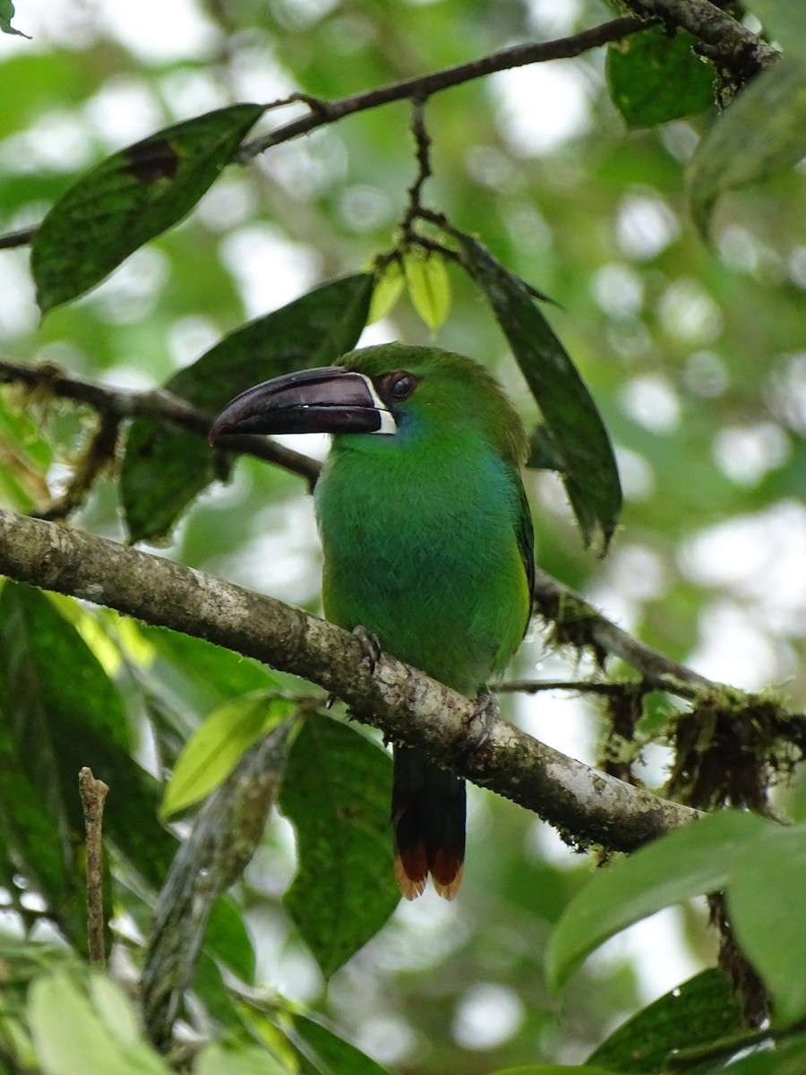 Crimson-rumped Toucanet - ML138992181