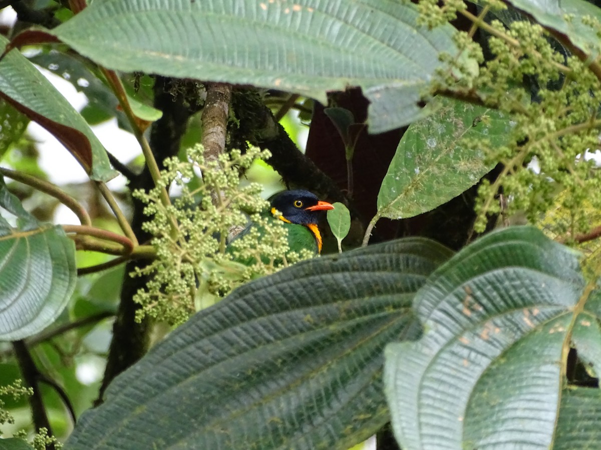 Orange-breasted Fruiteater - ML138992211