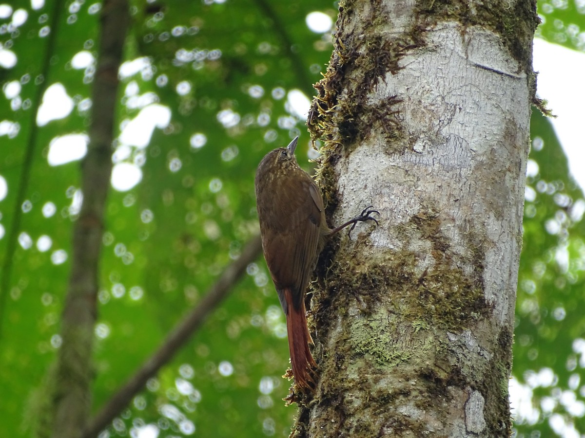 Wedge-billed Woodcreeper - ML138992251