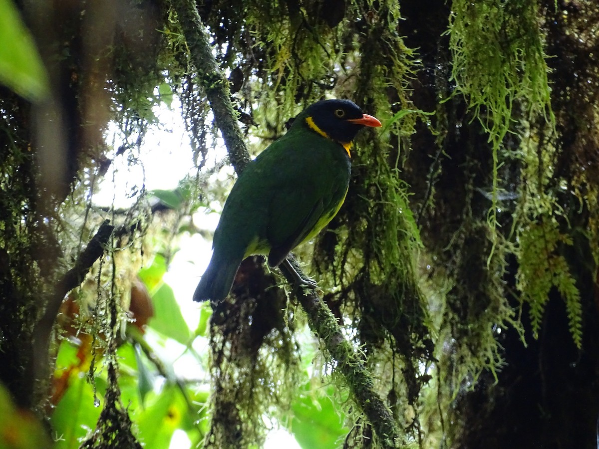 Orange-breasted Fruiteater - ML138992271