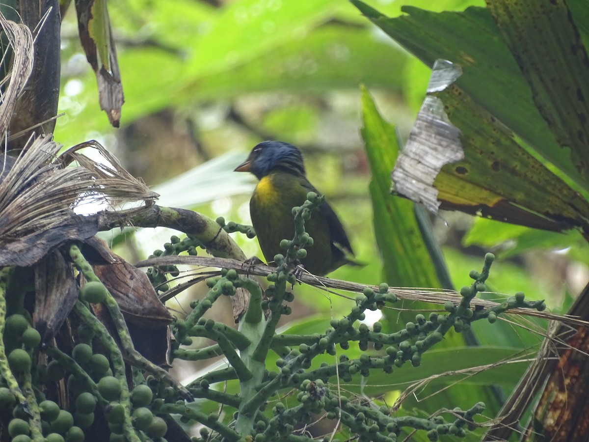 Moss-backed Tanager - ML138992291