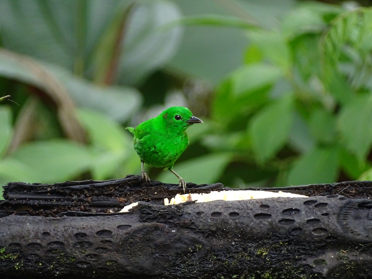 Glistening-green Tanager - ML138992351