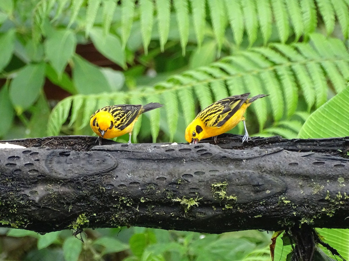 Golden Tanager (aurulenta Group) - ML138992441