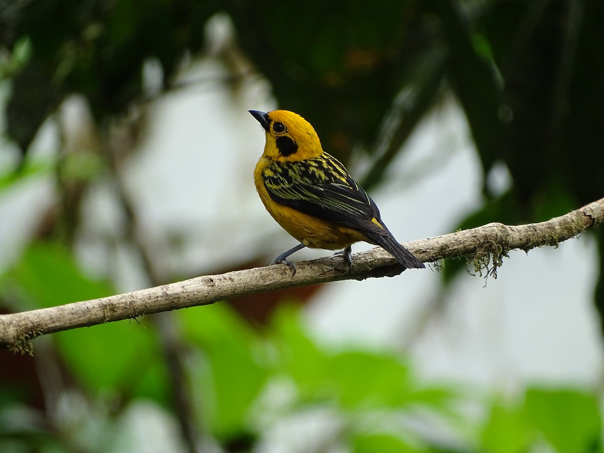 Golden Tanager (aurulenta Group) - Mark Dorriesfield