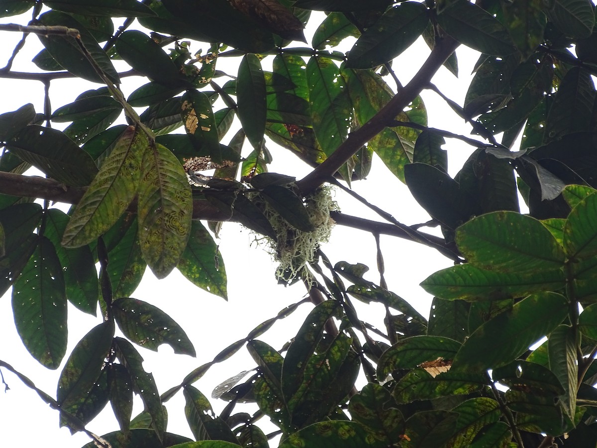 Smoke-colored Pewee - ML138992521