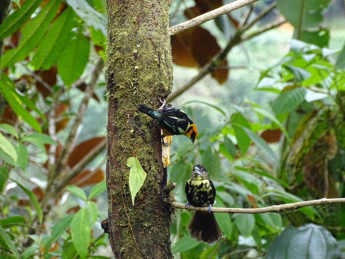 Flame-faced Tanager - ML138992531