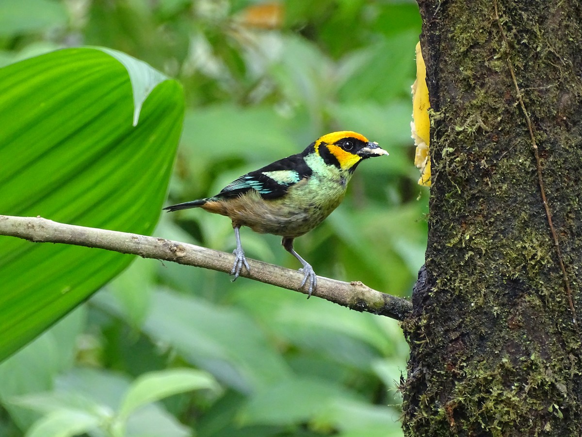 Flame-faced Tanager - ML138992541