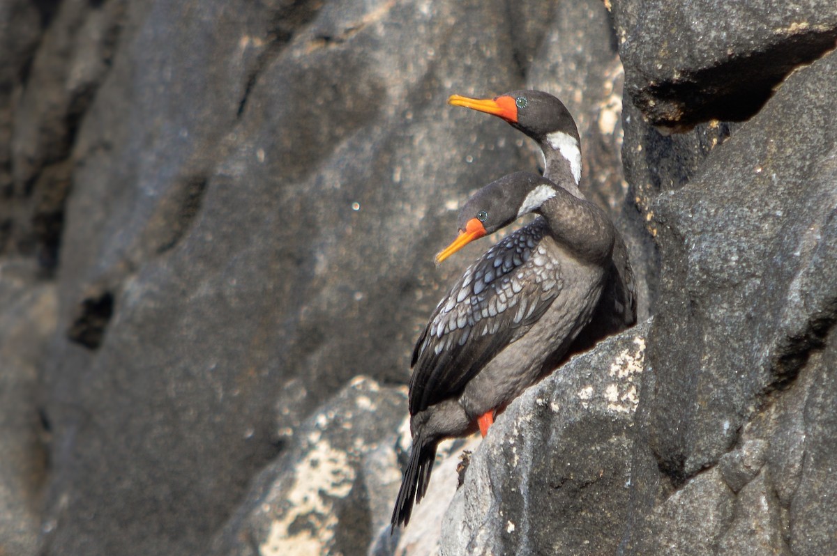 Red-legged Cormorant - Benjamin Gallardo