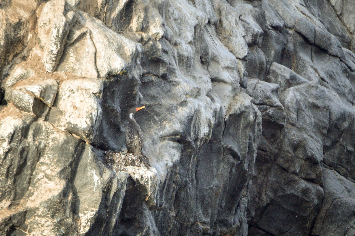 Red-legged Cormorant - Benjamin Gallardo