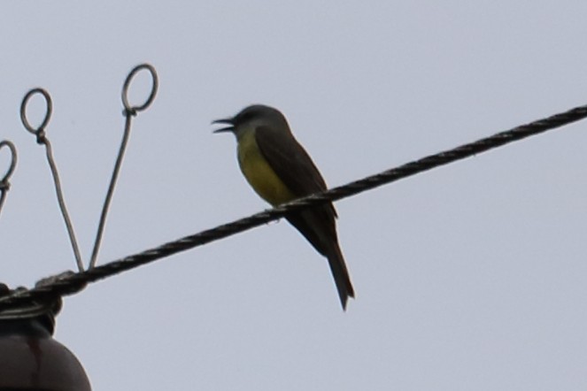 Tropical Kingbird - ML138994441