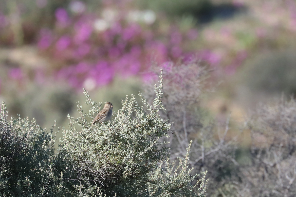 Brewer's Sparrow - ML138994761