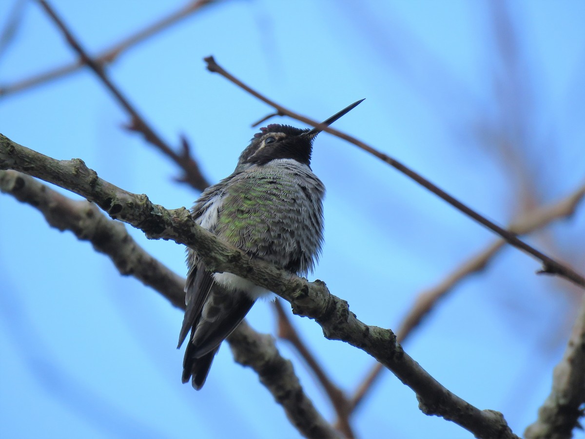 Anna's Hummingbird - ML138995541