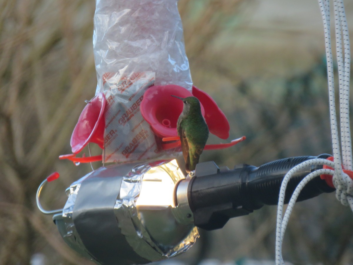 Anna's Hummingbird - ML138995571