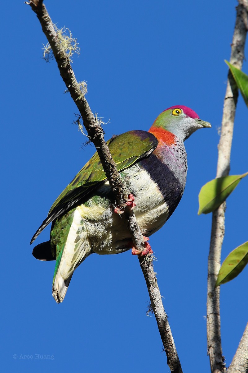 Superb Fruit-Dove - Anonymous