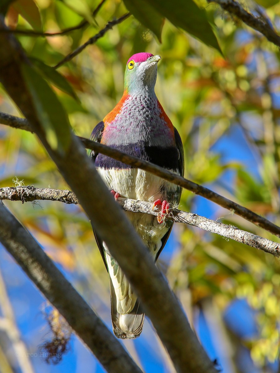 Superb Fruit-Dove - Anonymous