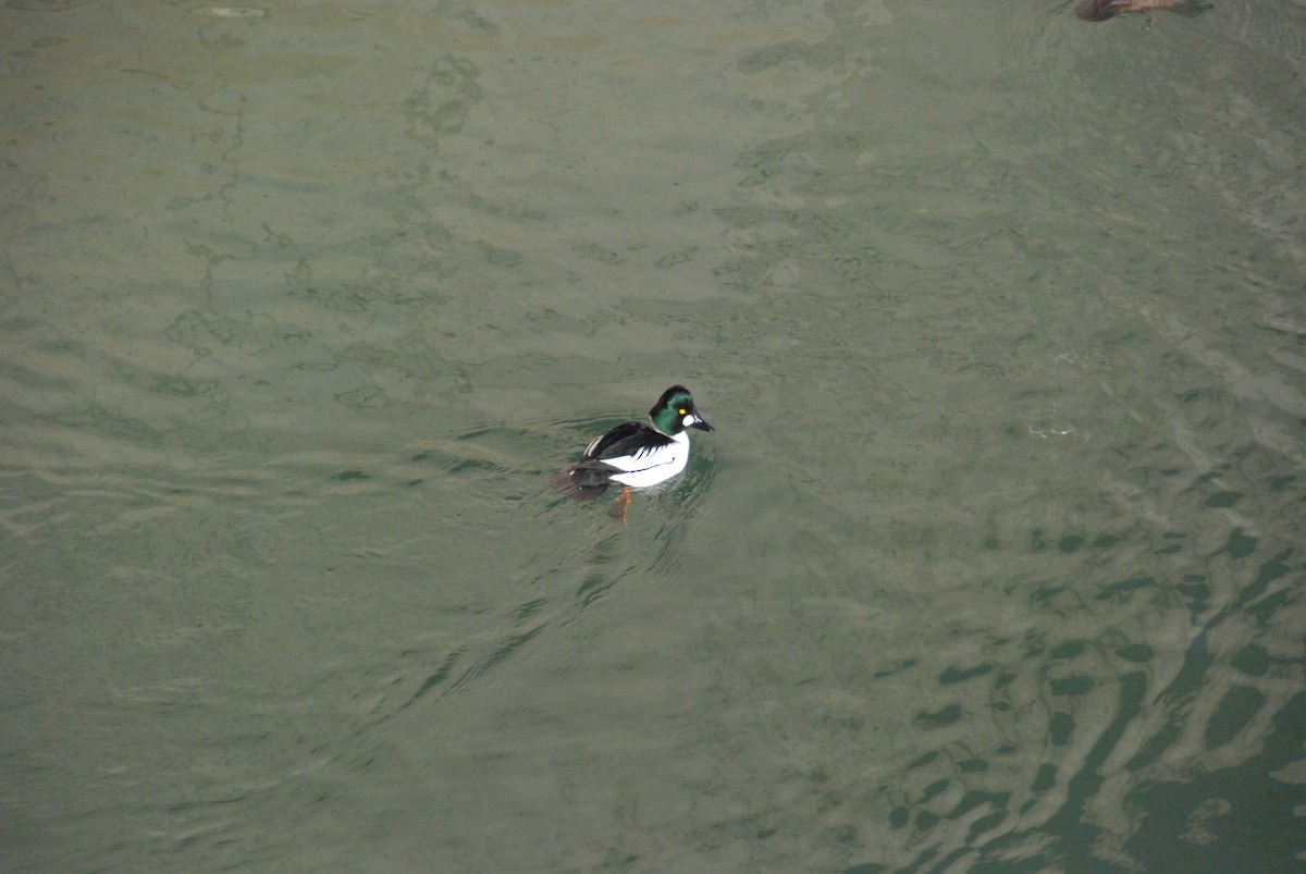 Common Goldeneye - ML138996421