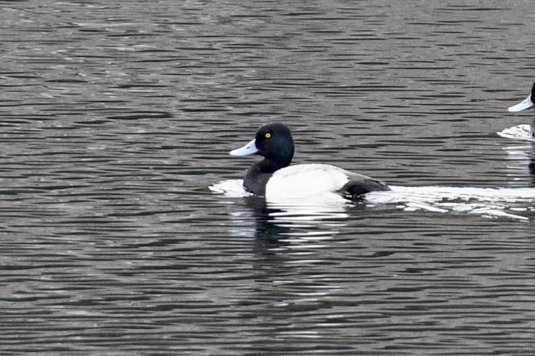 Greater Scaup - Joe Wujcik