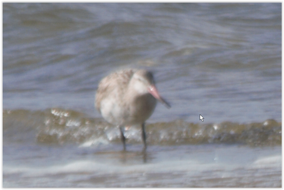 Bar-tailed Godwit - ML138999081