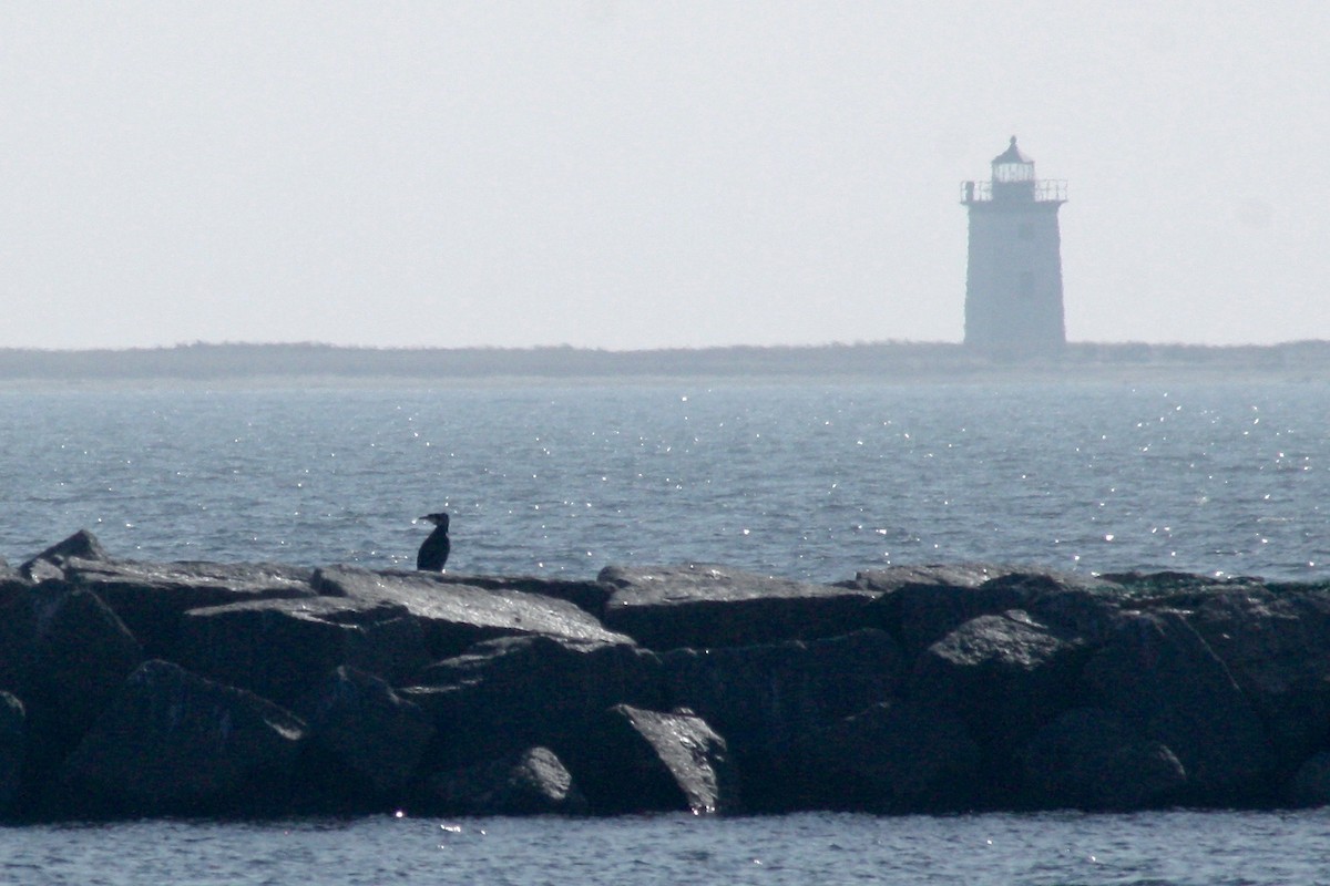 Great Cormorant - Nancy Villone