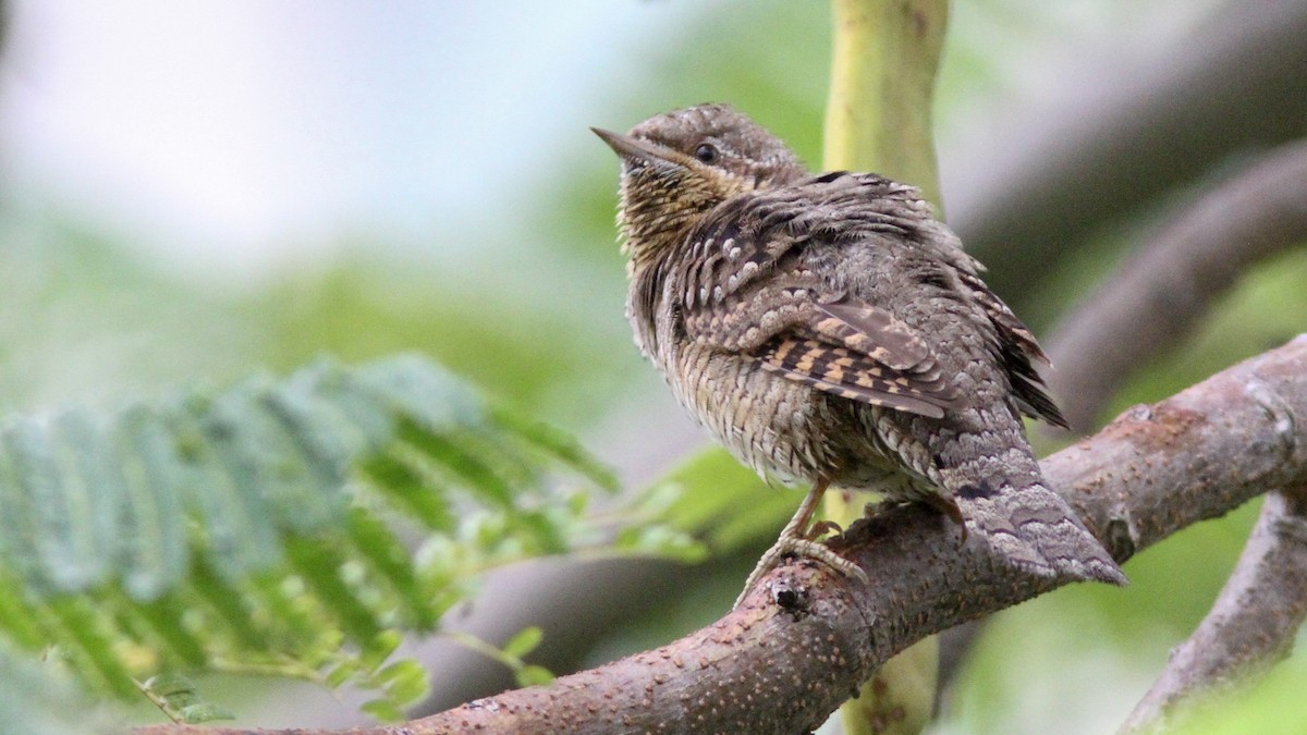 Eurasian Wryneck - ML139000361