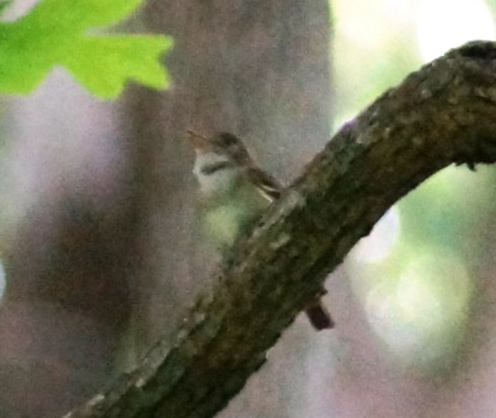 Acadian Flycatcher - ML139000721