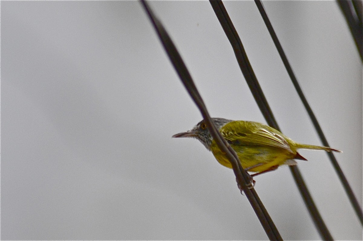 Spotted Tody-Flycatcher - ML139001551