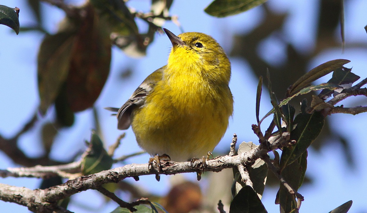 Pine Warbler - ML139001951