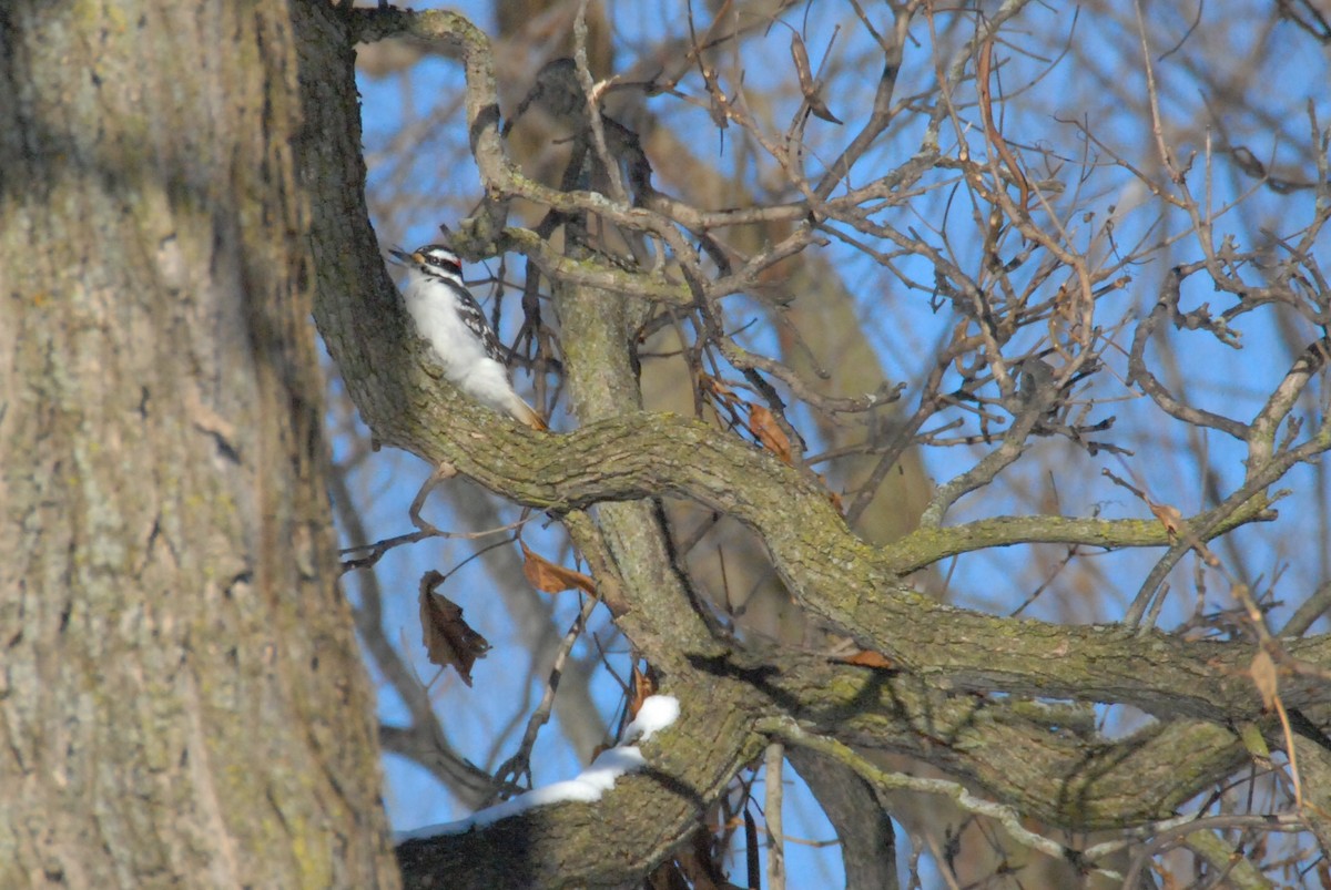 Downy Woodpecker (Eastern) - ML139002181