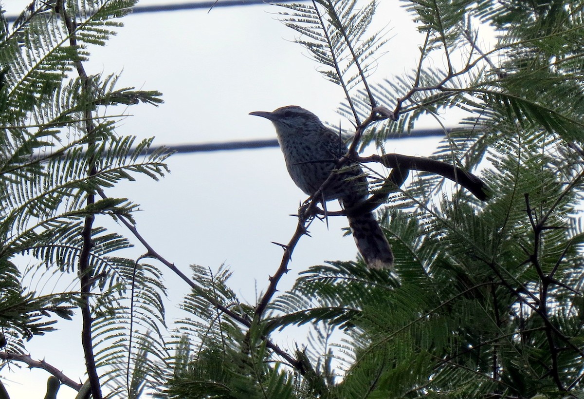 Yucatan Wren - ML139005511