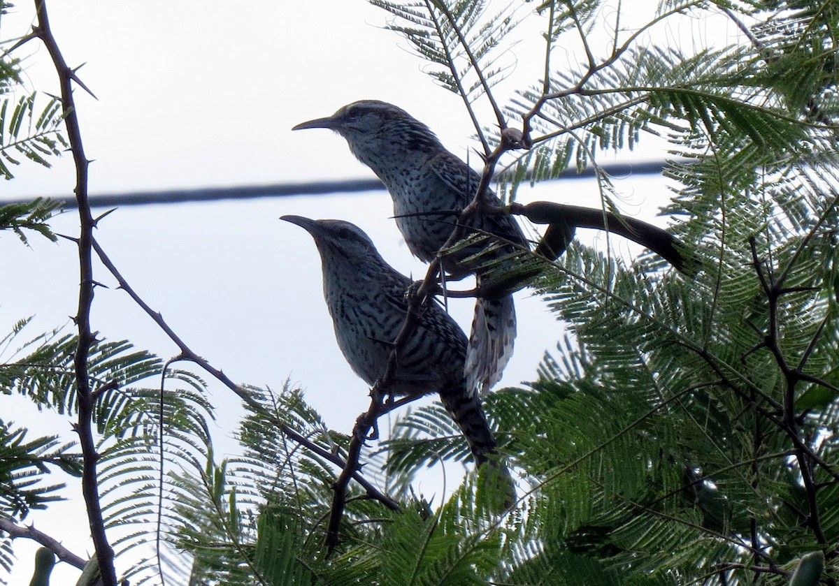 Yucatan Wren - ML139005521