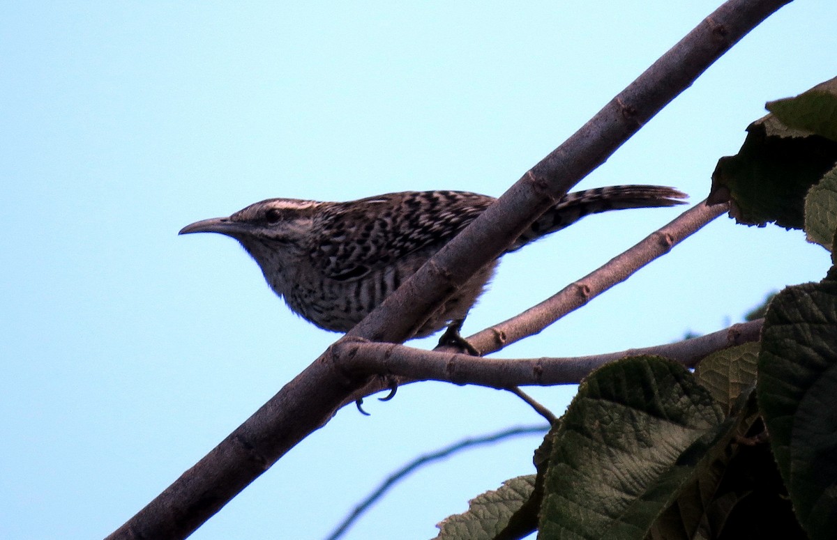 Yucatan Wren - ML139005531