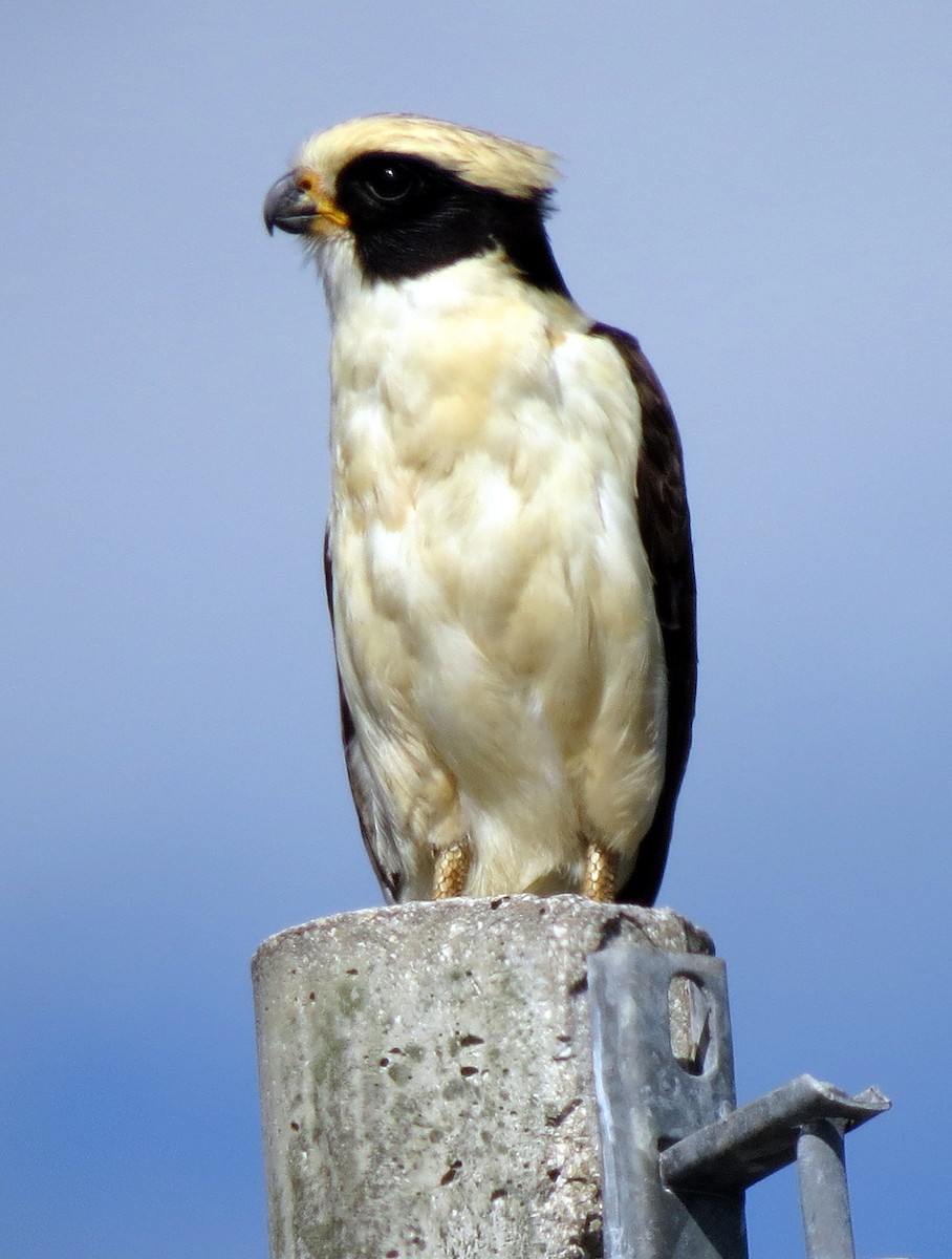 Laughing Falcon - Pat McKay