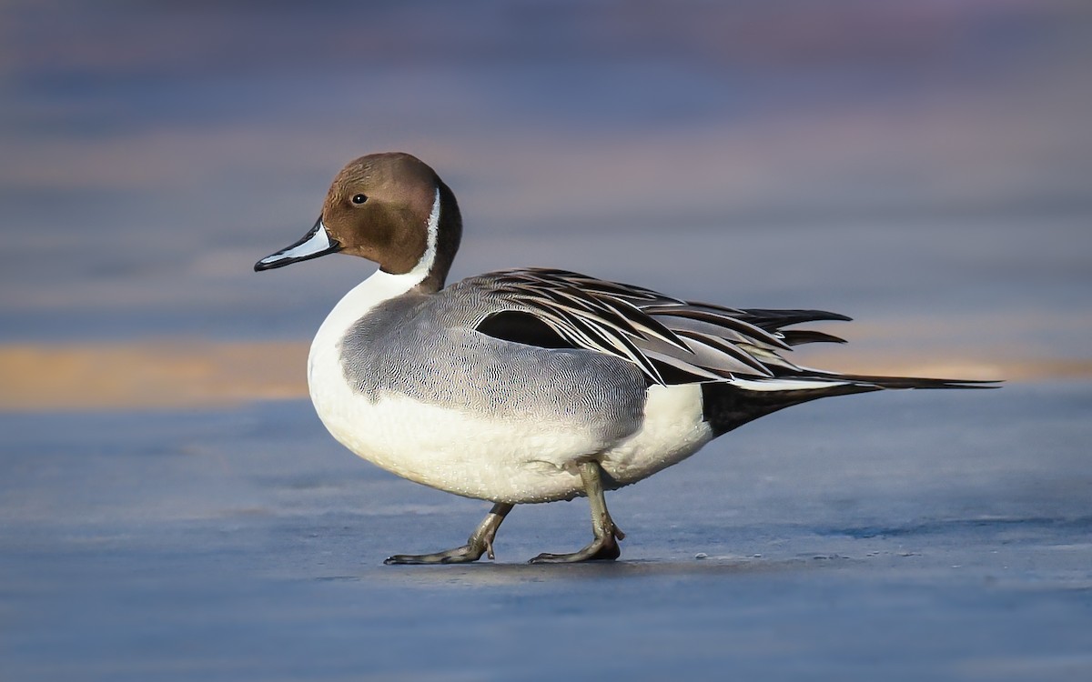 Northern Pintail - ML139006351