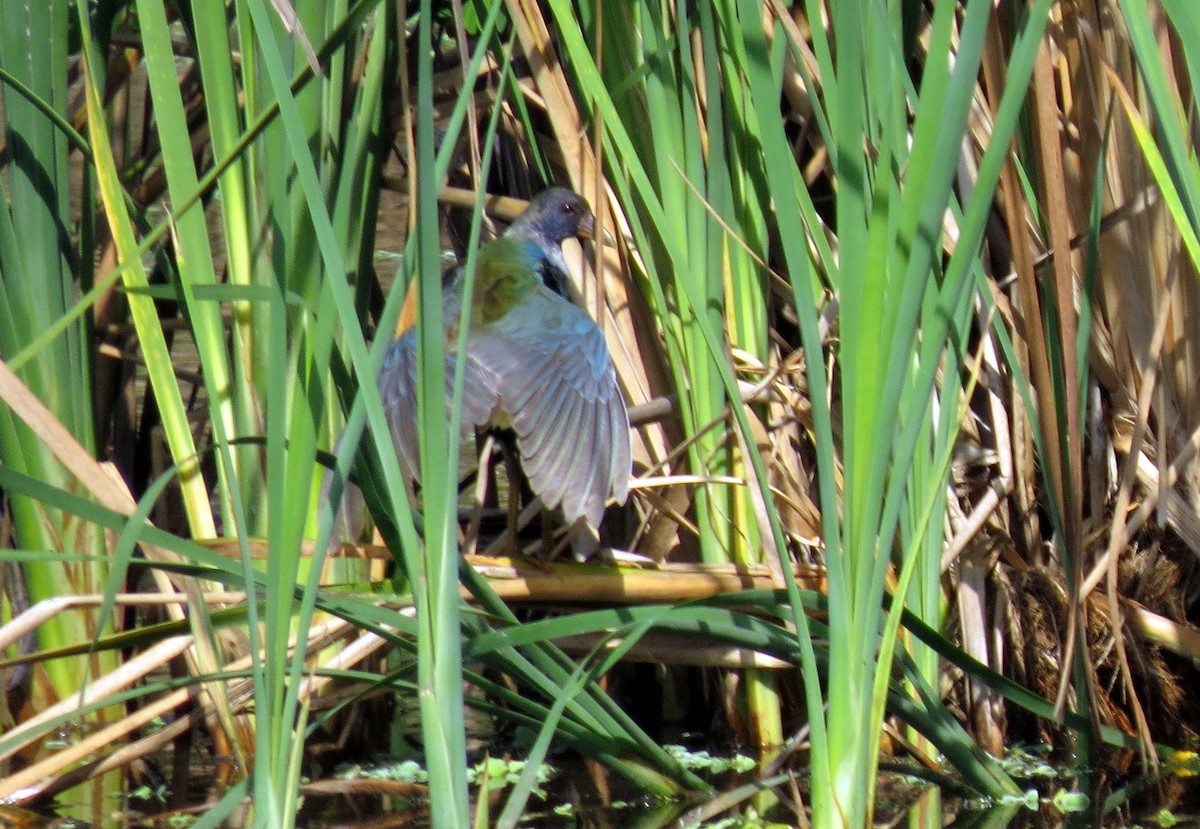 Purple Gallinule - ML139006601