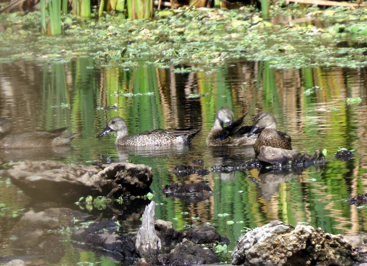 Blue-winged Teal - ML139006961