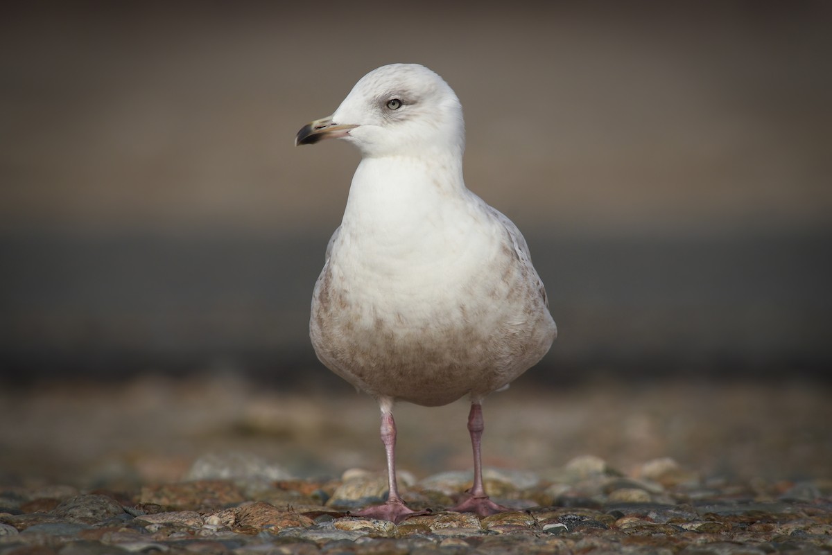 Iceland Gull - ML139007151