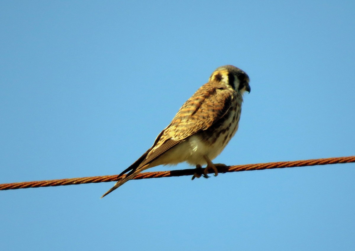 American Kestrel - ML139007321