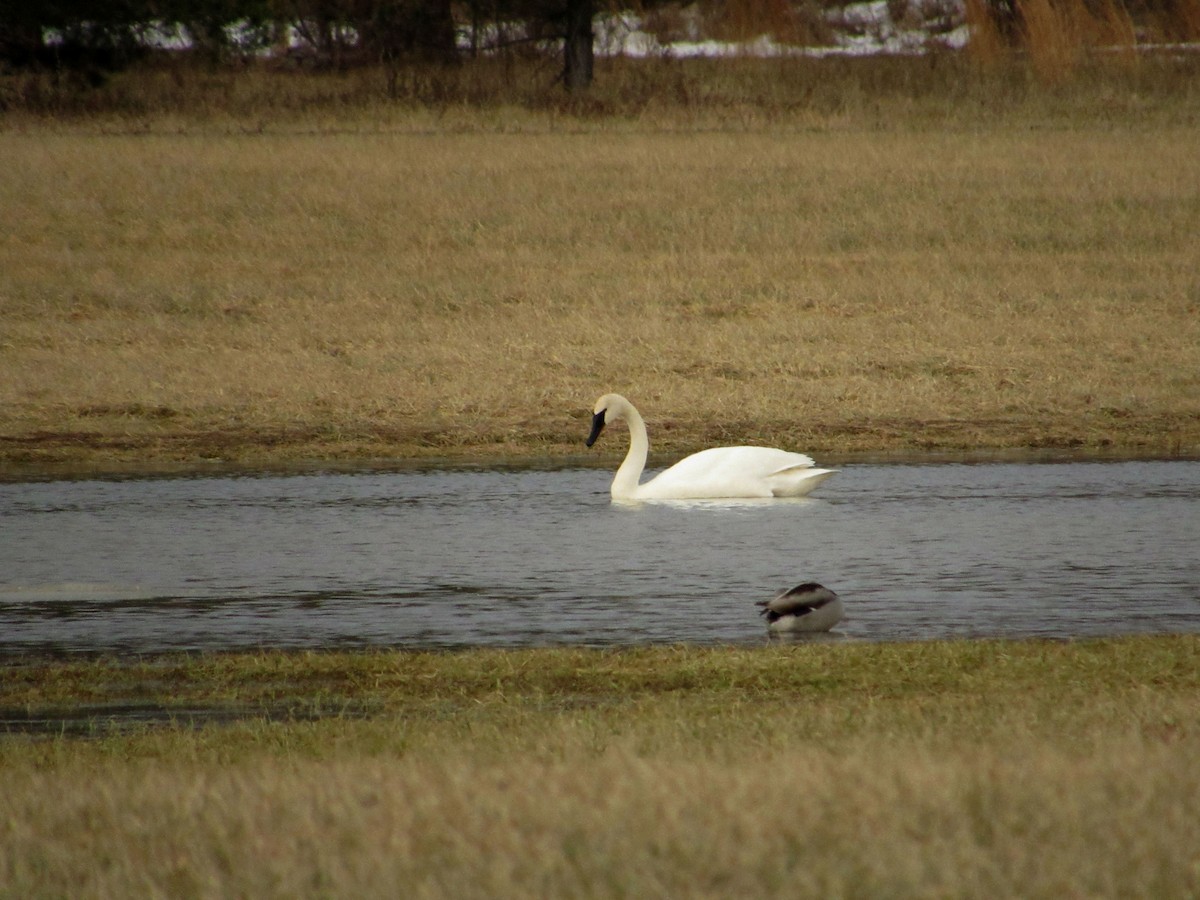 Trumpeter Swan - ML139008021