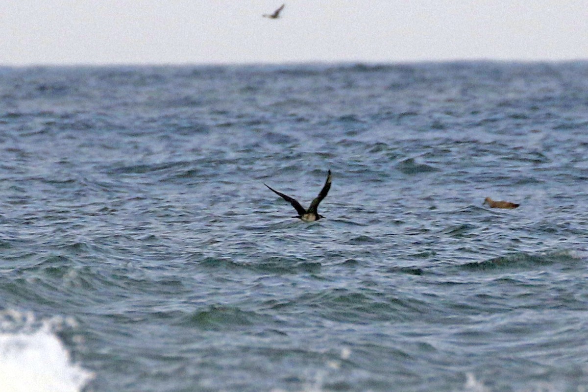 Pomarine Jaeger - ML139008081