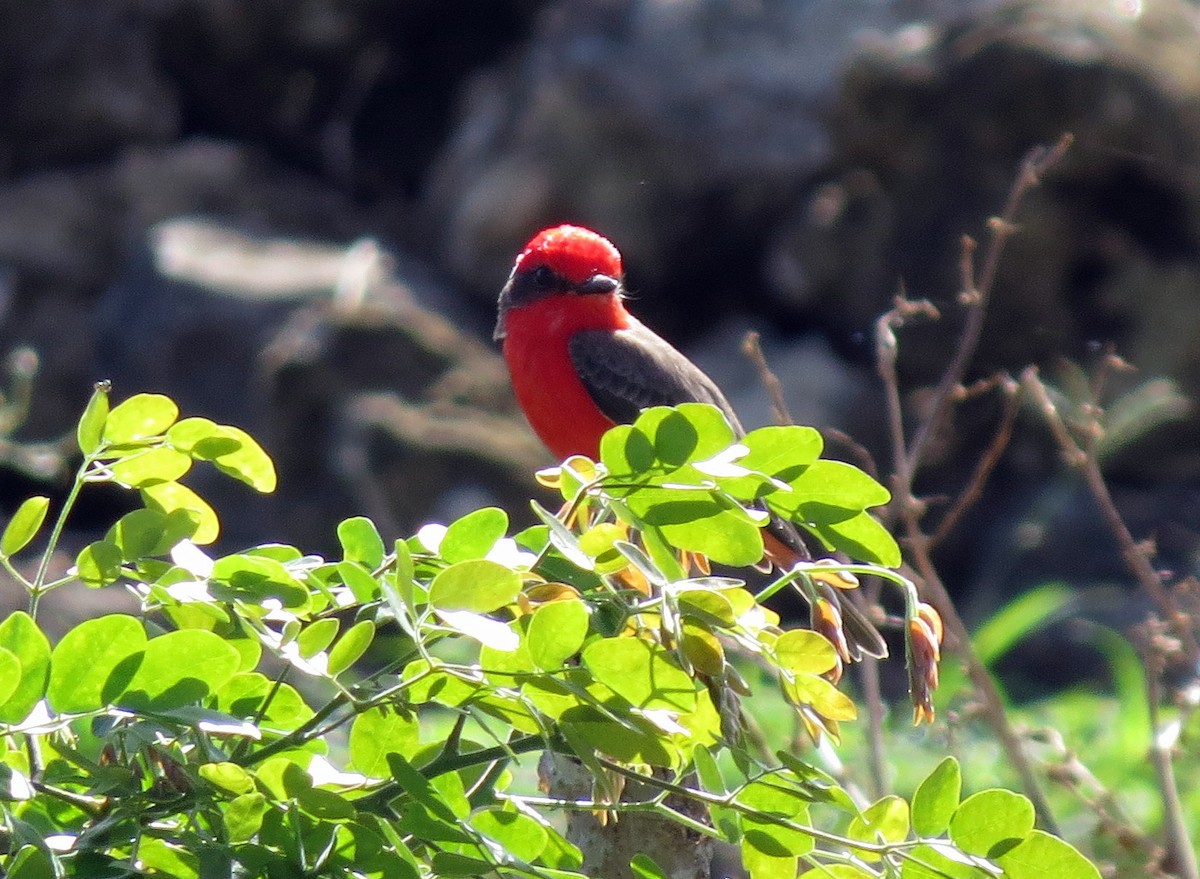 Vermilion Flycatcher - ML139008581