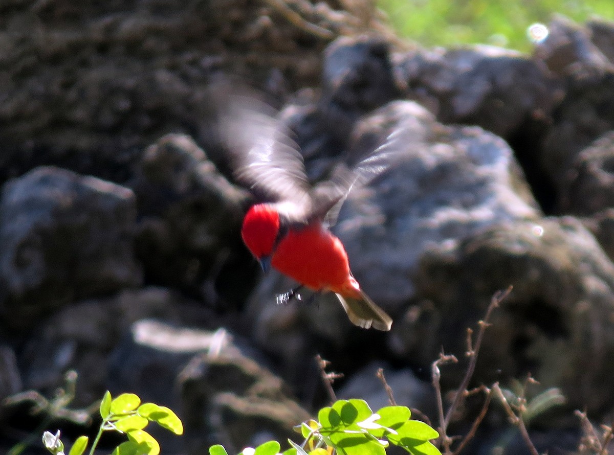 Vermilion Flycatcher - Pat McKay