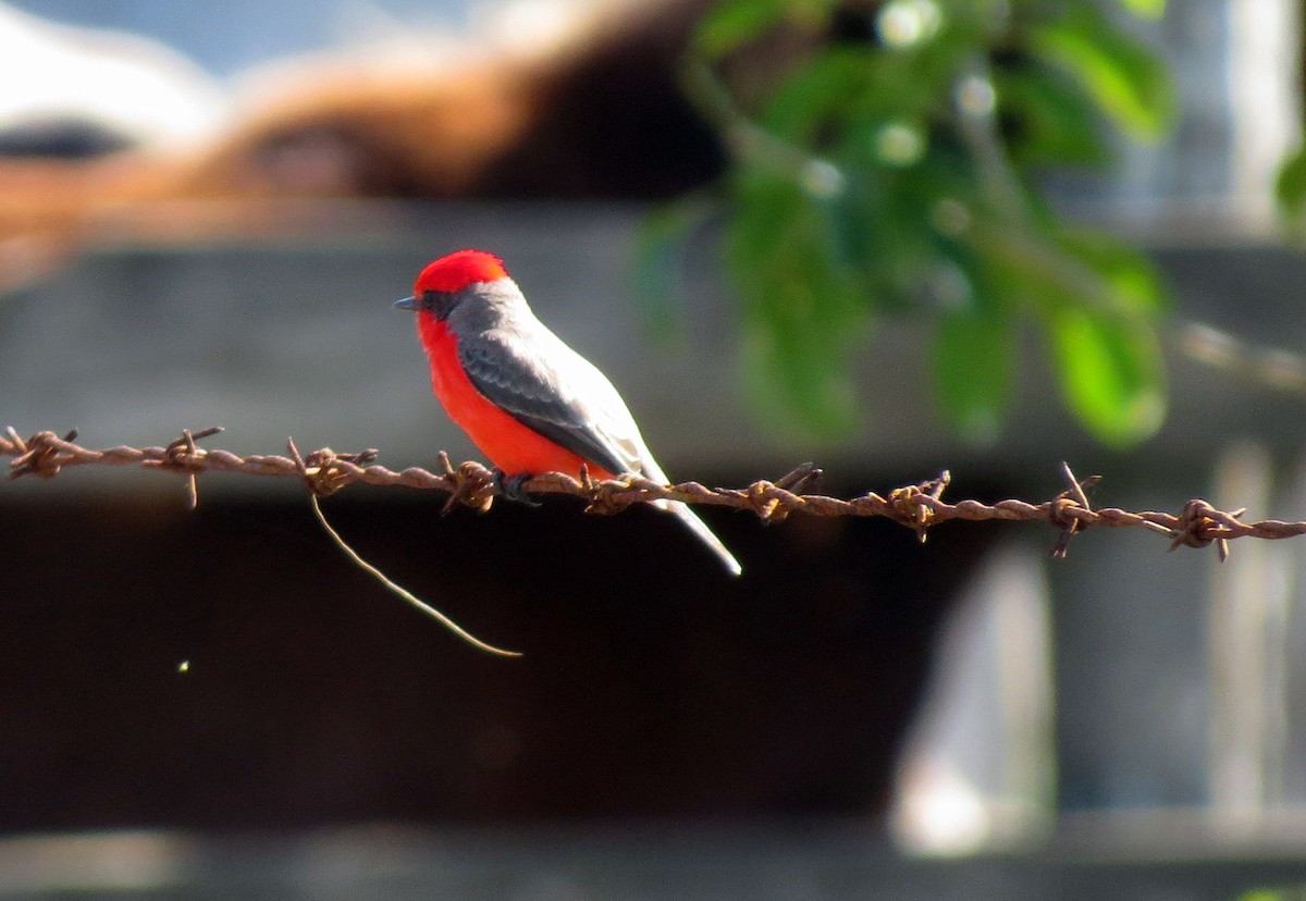 Vermilion Flycatcher - ML139008611