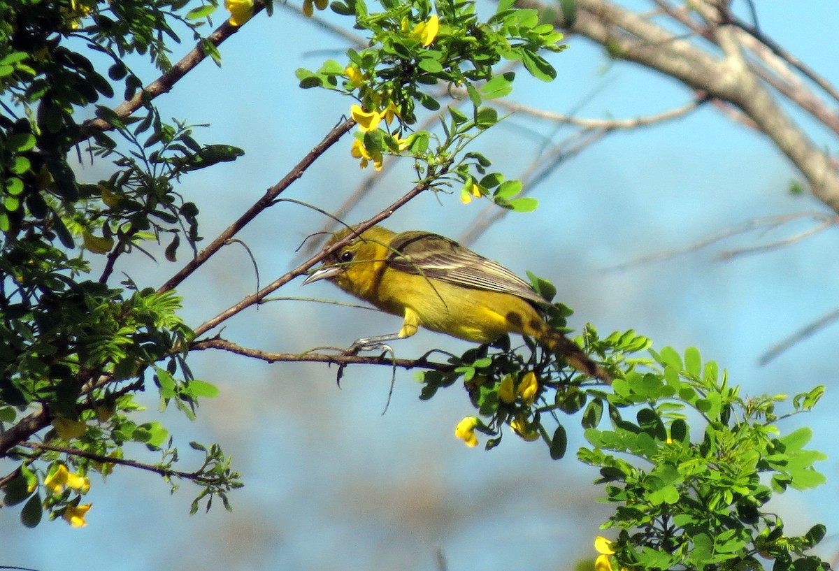 Hooded Oriole - ML139008821