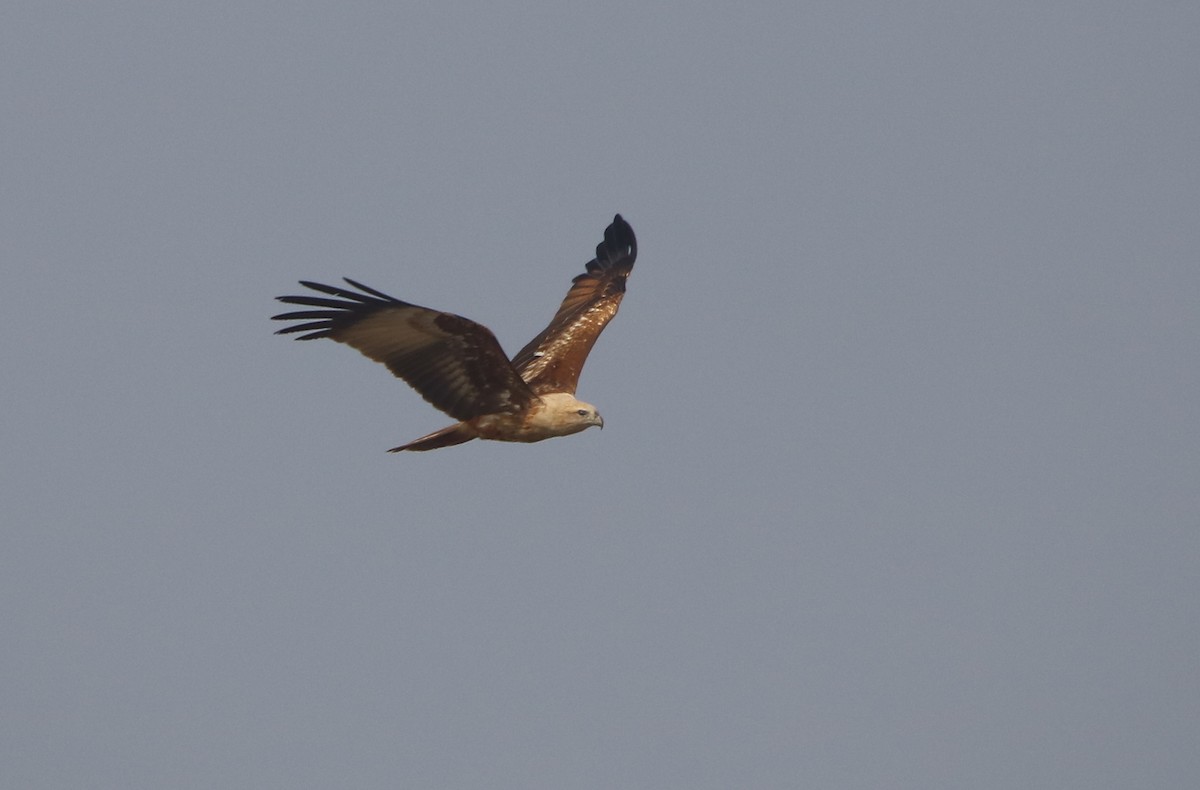 Brahminy Kite - Bhaarat Vyas