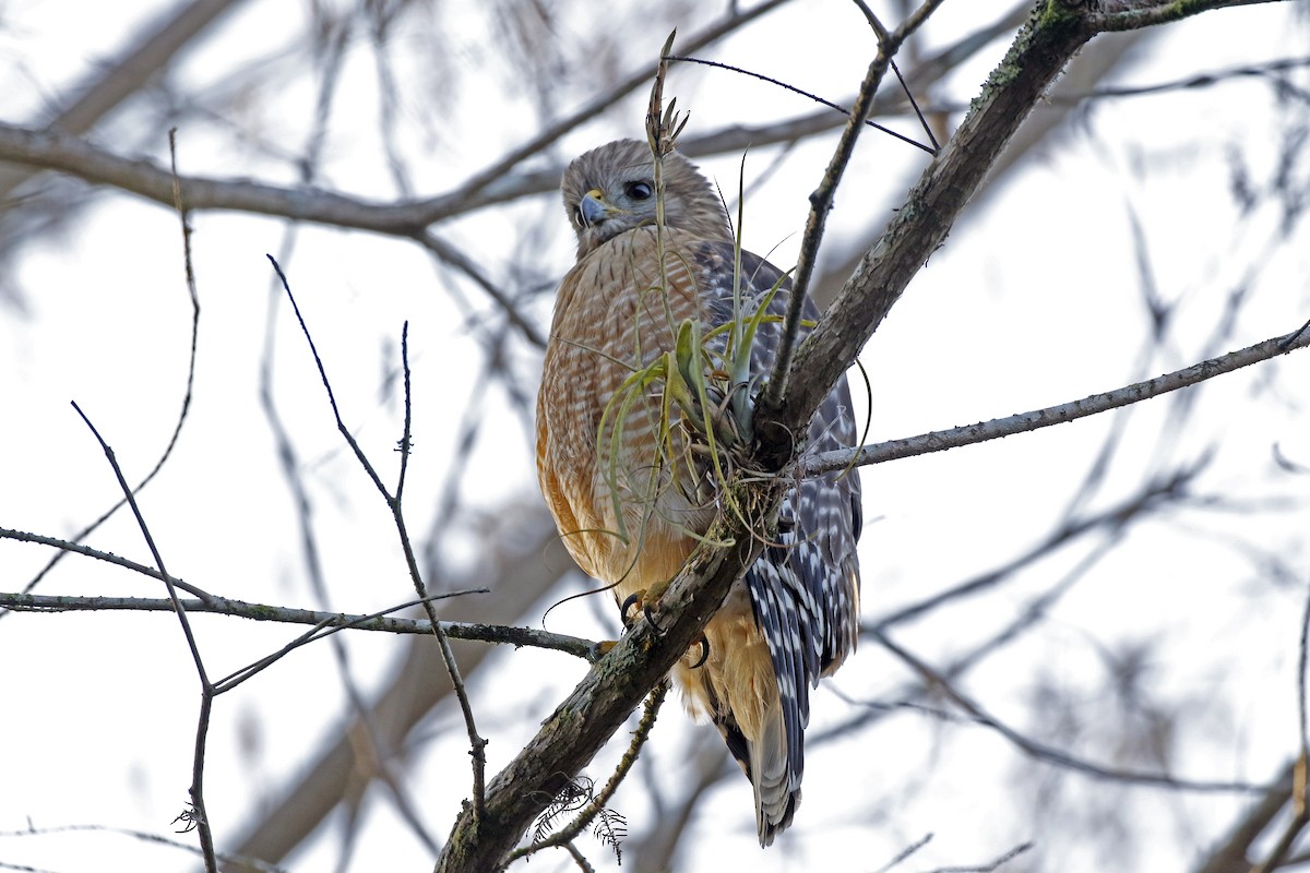 Red-shouldered Hawk - David McQuade