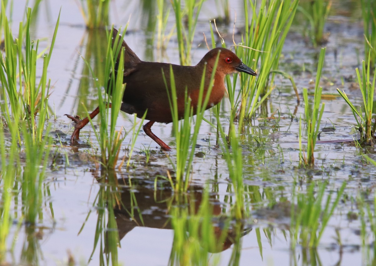 Ruddy-breasted Crake - ML139012881