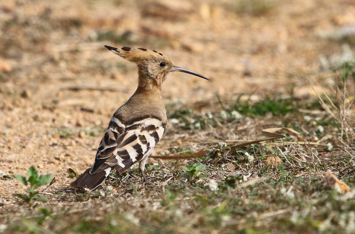 Eurasian Hoopoe - Bhaarat Vyas