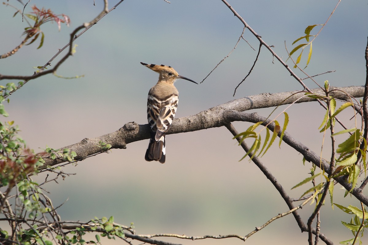 Eurasian Hoopoe - ML139013601