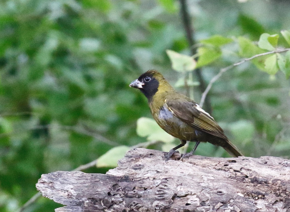 Crimson-collared Grosbeak - rick nirschl